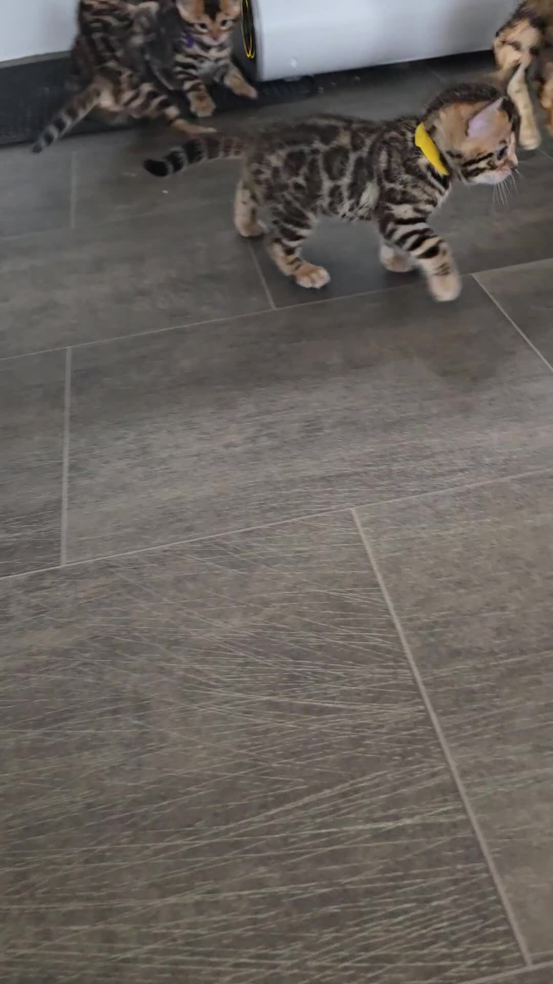 Bengal cats for sale: Pure bengal kittens  - Video 1