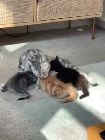 Mixed Breed cats for sale: Female ( Brown) and Male ( Grey) kittens for sale - Video 2