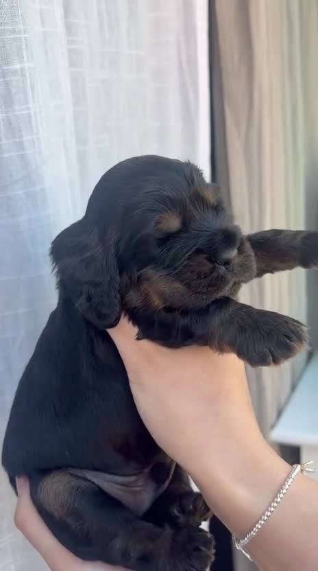 Cocker Spaniel dogs for sale: Show Type Cocker Spaniel Pups 🐶😍 - Video 4