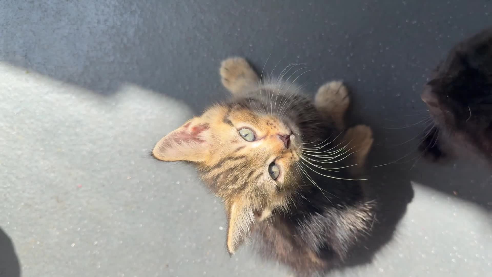 Mixed Breed cats for sale: healthy mixed kittens  - Video 2
