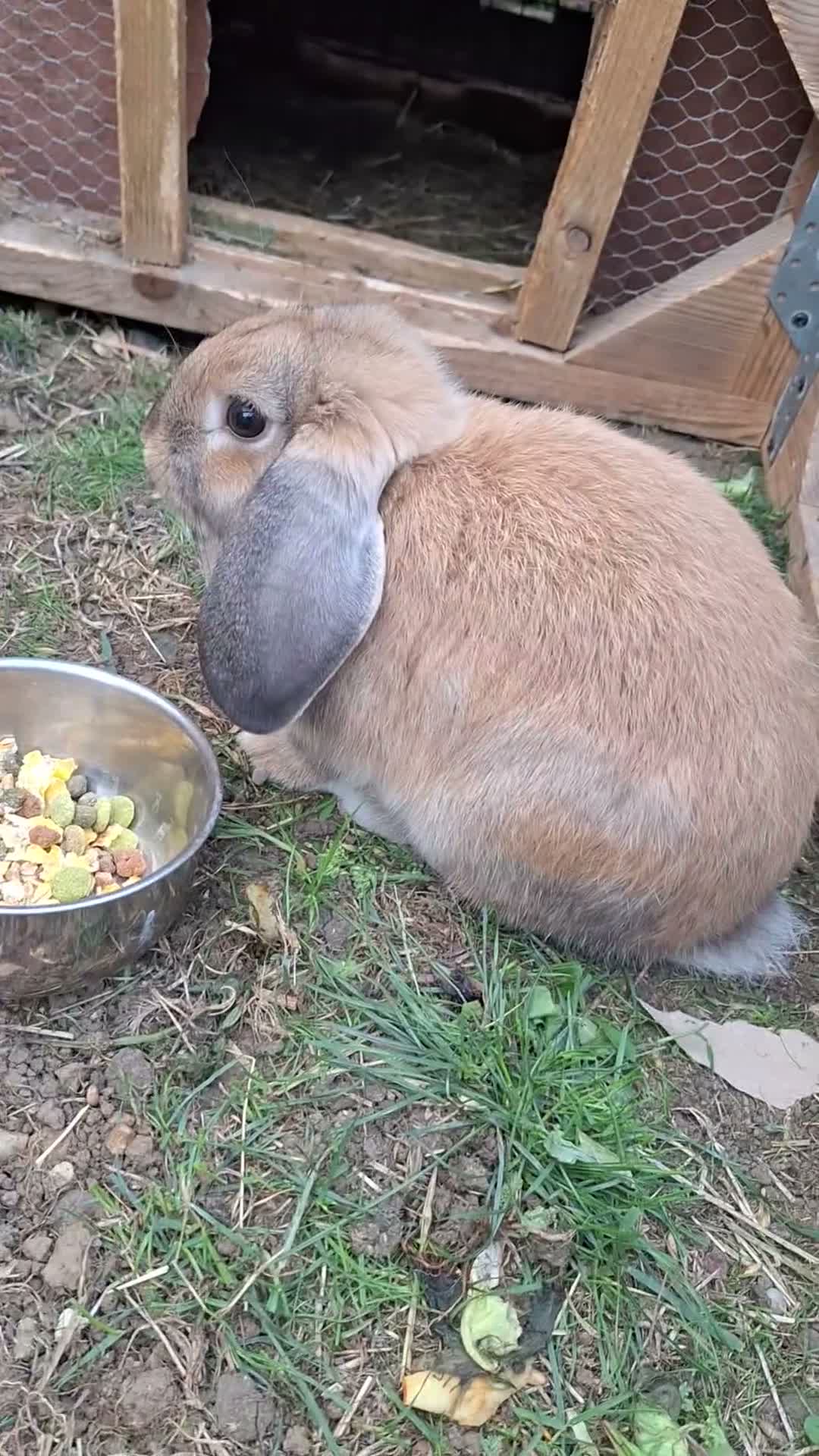 Mini Lop rabbits for sale: Beautiful mini lop girl in Basildon - Video 1