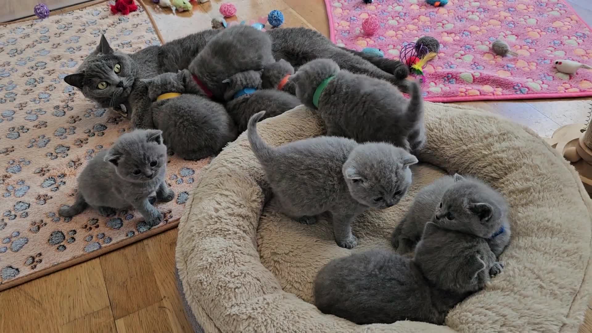 British Shorthair cats for sale: British Shorthair Blue & Lilac  - Video 1