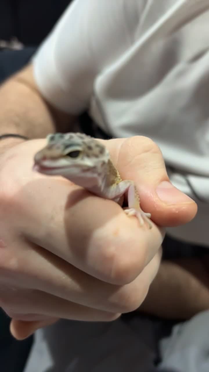 Gecko reptiles for sale: Gizmo 🦎 - Video 1