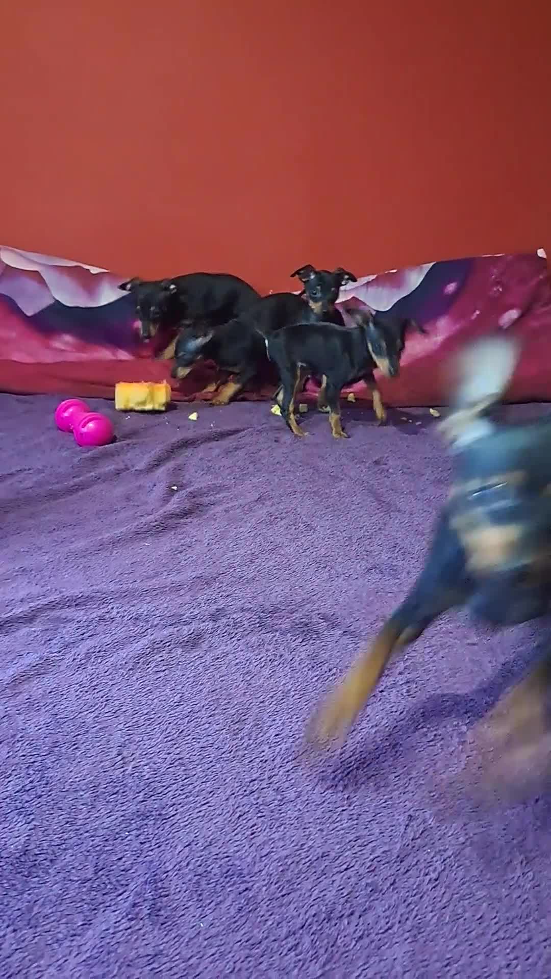 Miniature Pinscher dogs for sale: Miniature Pinscher Puppies 🐾   - Video 2