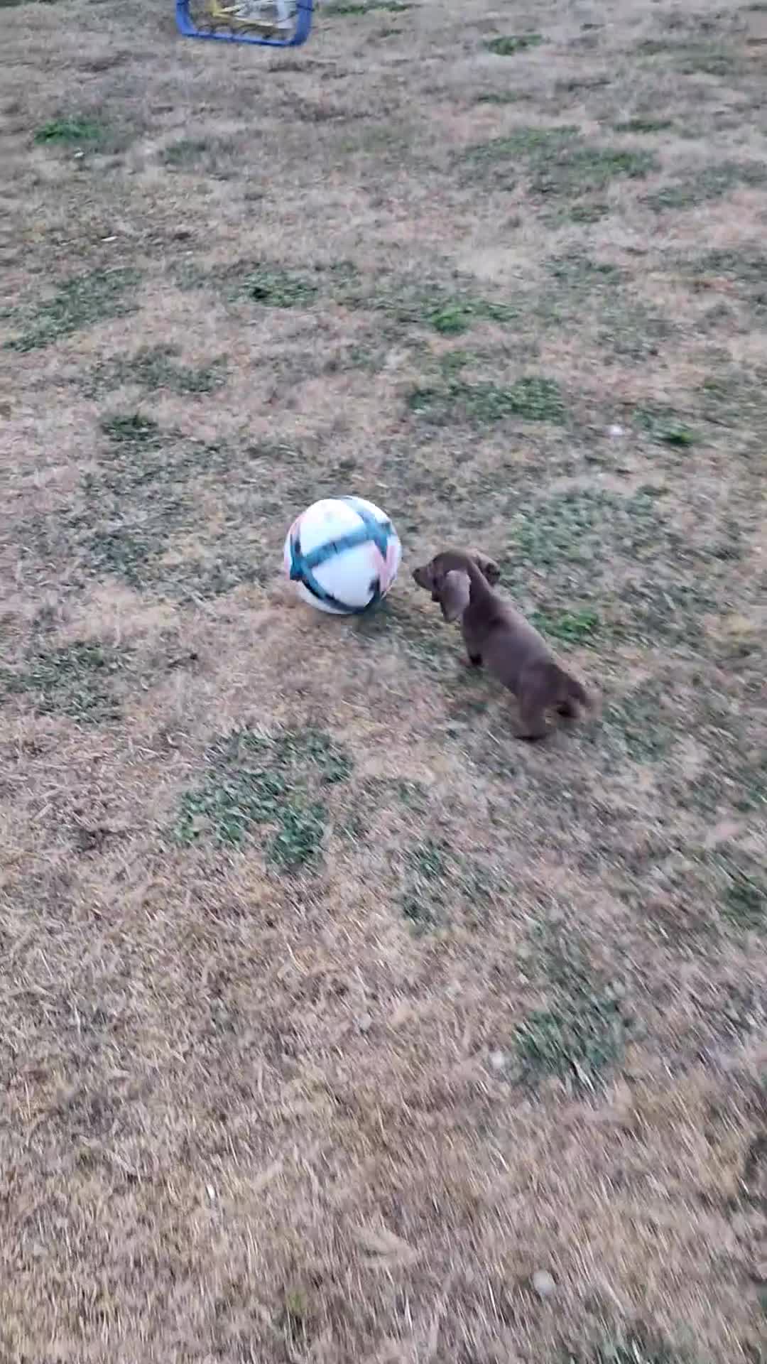 Miniature Dachshund dogs for sale: Ludlow KC Reg Miniature Dachshund Puppies - Video 4