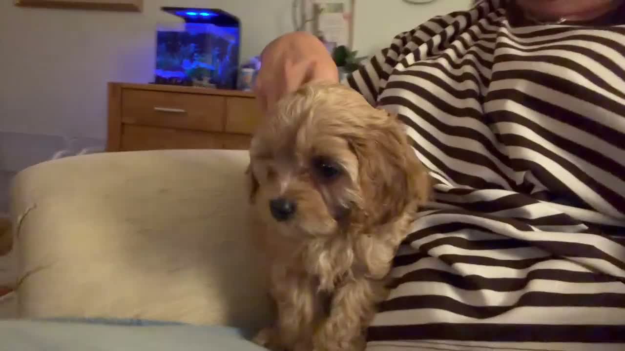 Cavapoo dogs for sale: Beautiful Apricot Cavapoo (Backcross Cavalier) - Video 3
