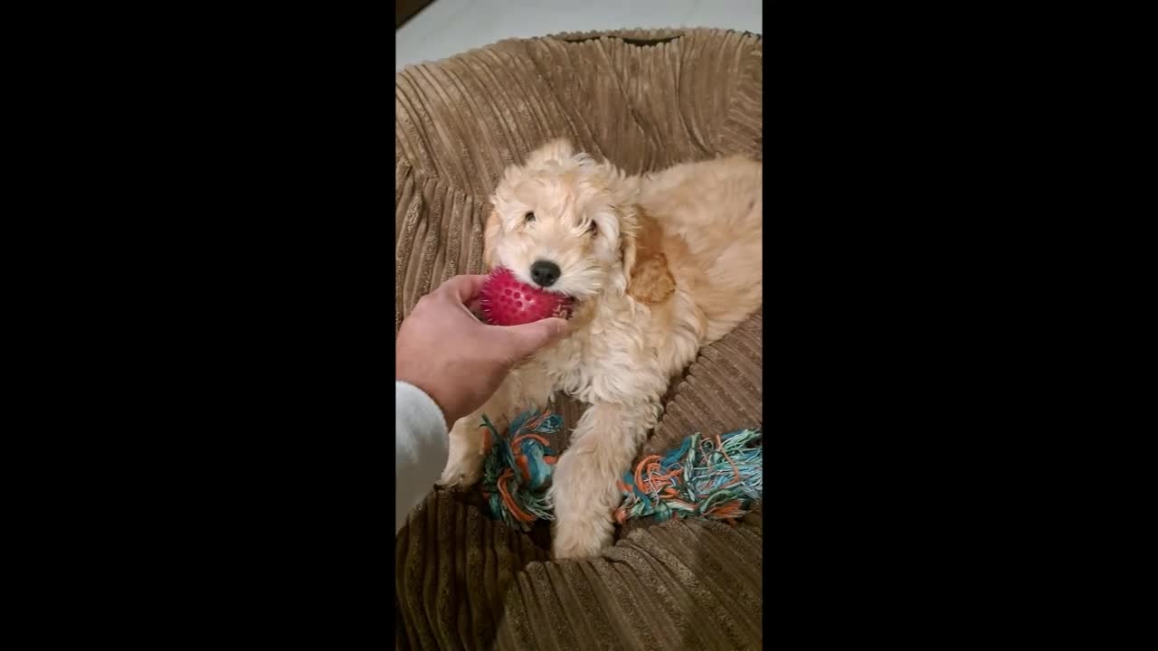 Cockapoo dogs for sale: Adorable, well behaved and trained Cockapoo in Basingstoke - Video 1