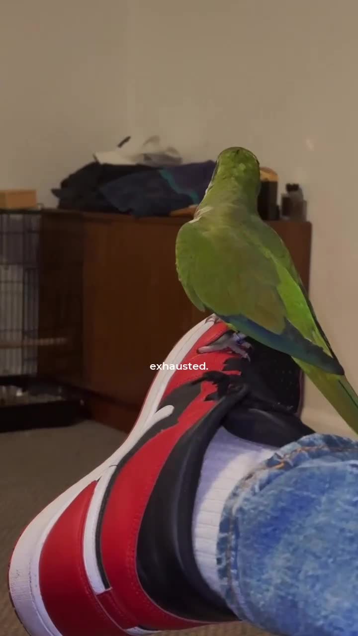Parrots birds for sale: Green male quaker parrot - Video 1