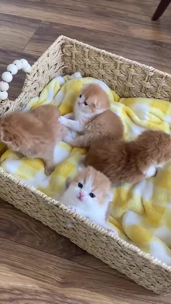 Scottish Fold cats for sale: LICENSED CATTERY PURE BREED TOP QUALITY KITTENS - Video 1