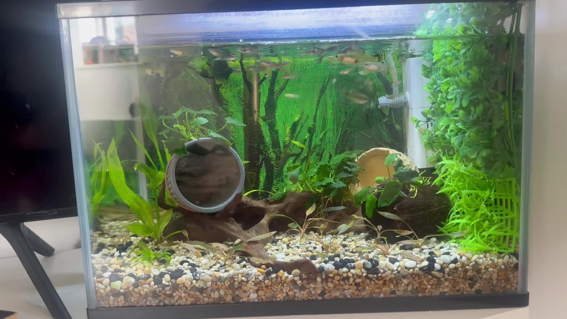 Other/Mixed Breed fish for sale: Fish tank with fishes  in Chertsey - Video 1