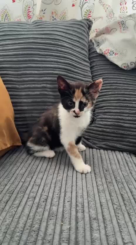 American Shorthair cats for sale: Lovely Tabbies and Calico Kittens for sale - Video 1