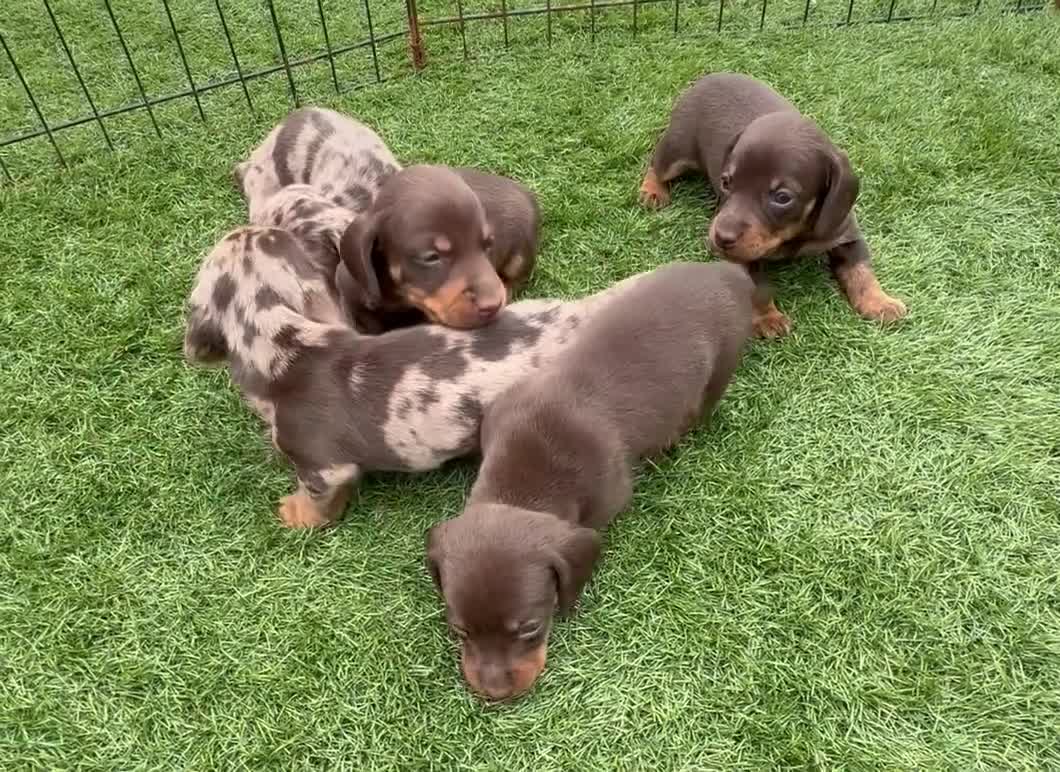 Miniature Dachshund dogs for sale: Ready now Kc-registered PRA-clear mini dachshund  - Video 1