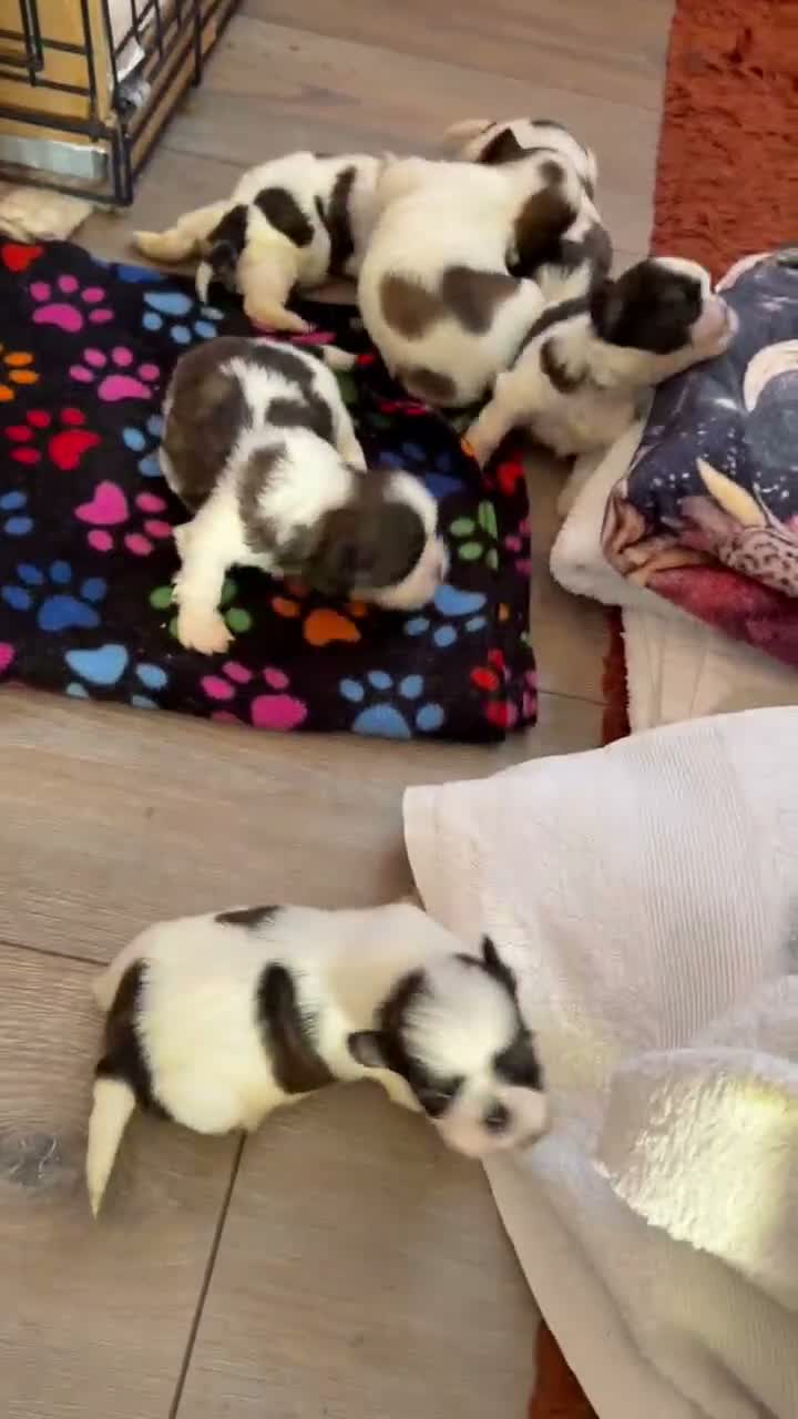 Shih Tzu dogs for sale: Shih Tzu puppies - Video 1