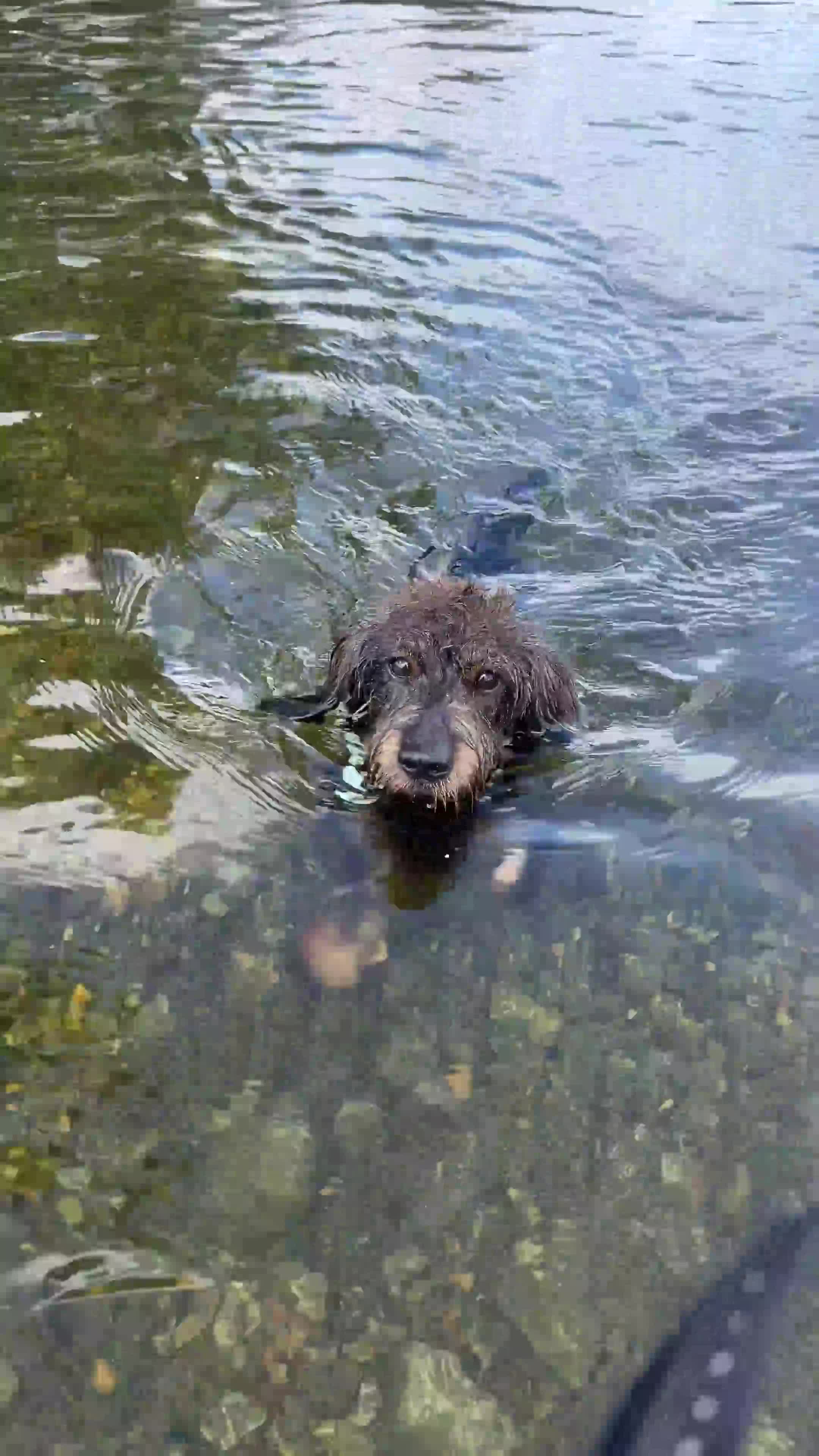 Dachshund dogs for stud: WIREHAIRED TECKEL DACHSHUND available for stud - Video 1