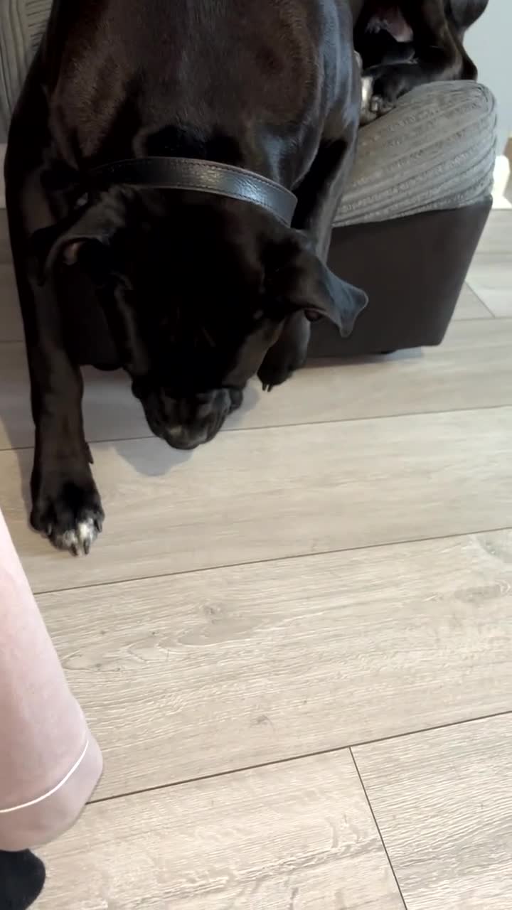 Cane Corso dogs for sale: 1.5 year old Male Cane Corso  in Reading - Video 1