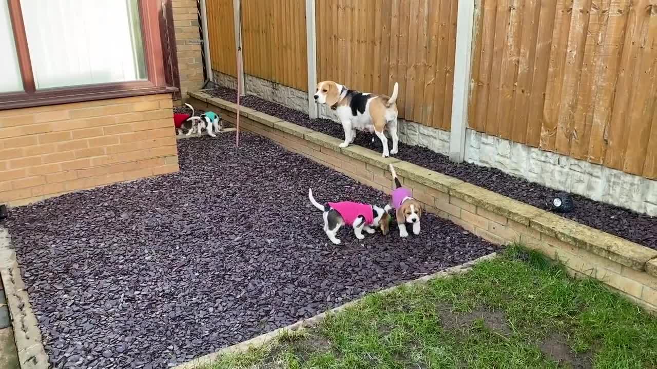 Beagle dogs for sale: CH Sired, Fully Health Tested, KC Reg, Beagle Pups - Video 2
