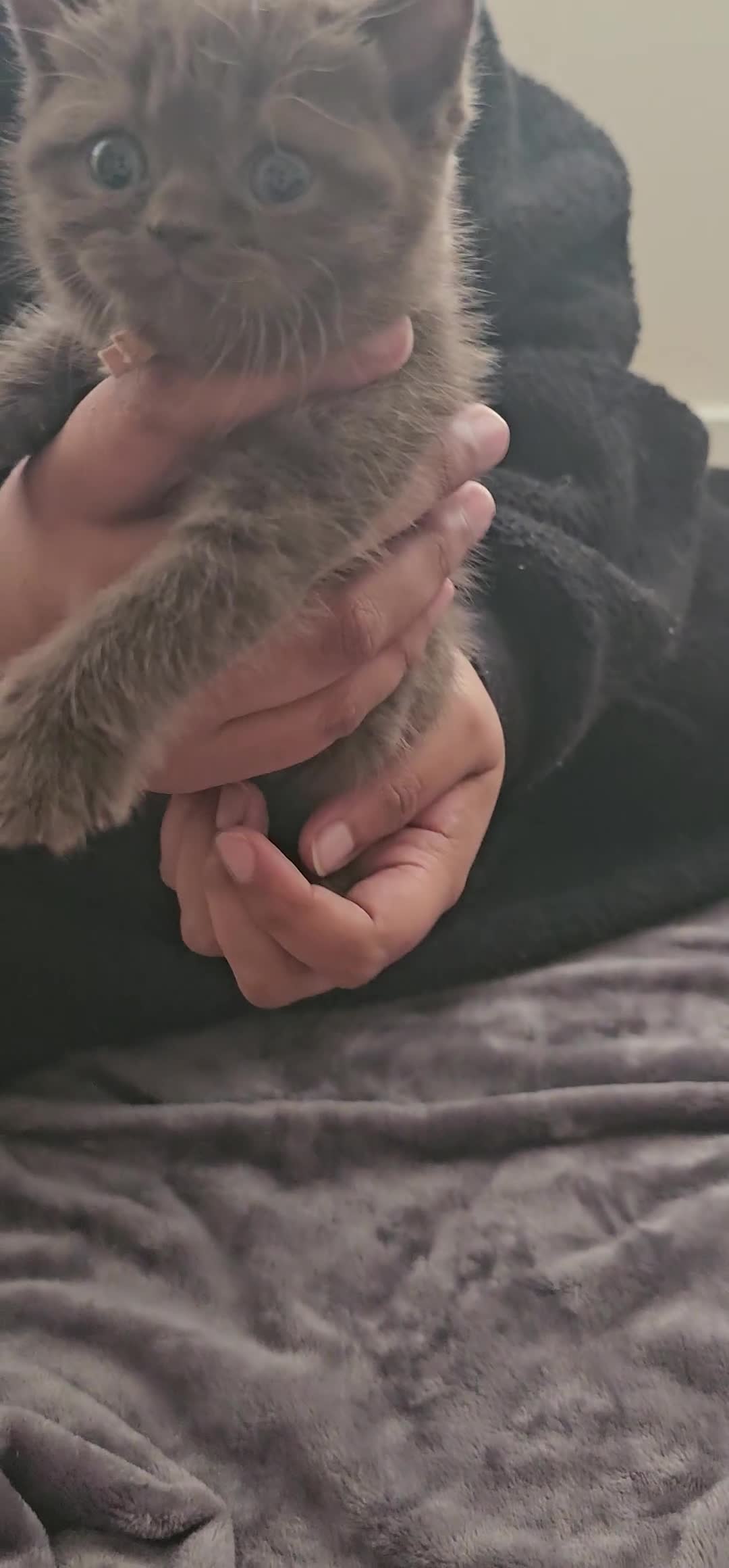 British Shorthair cats for sale: ✨ GIRL Brown British Shorthair ✨ - Video 1