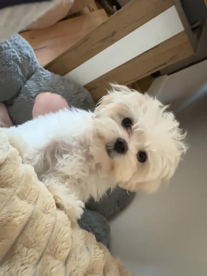 Maltese dogs for sale: Ready to go home Maltese with a doll's face in Glasgow - Video 2