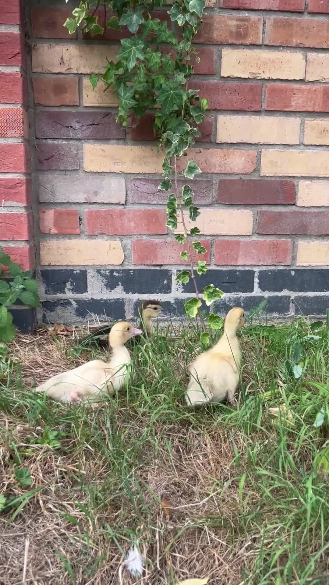 Ducks poultry for sale: Female Muscovy ducklings  - Video 1