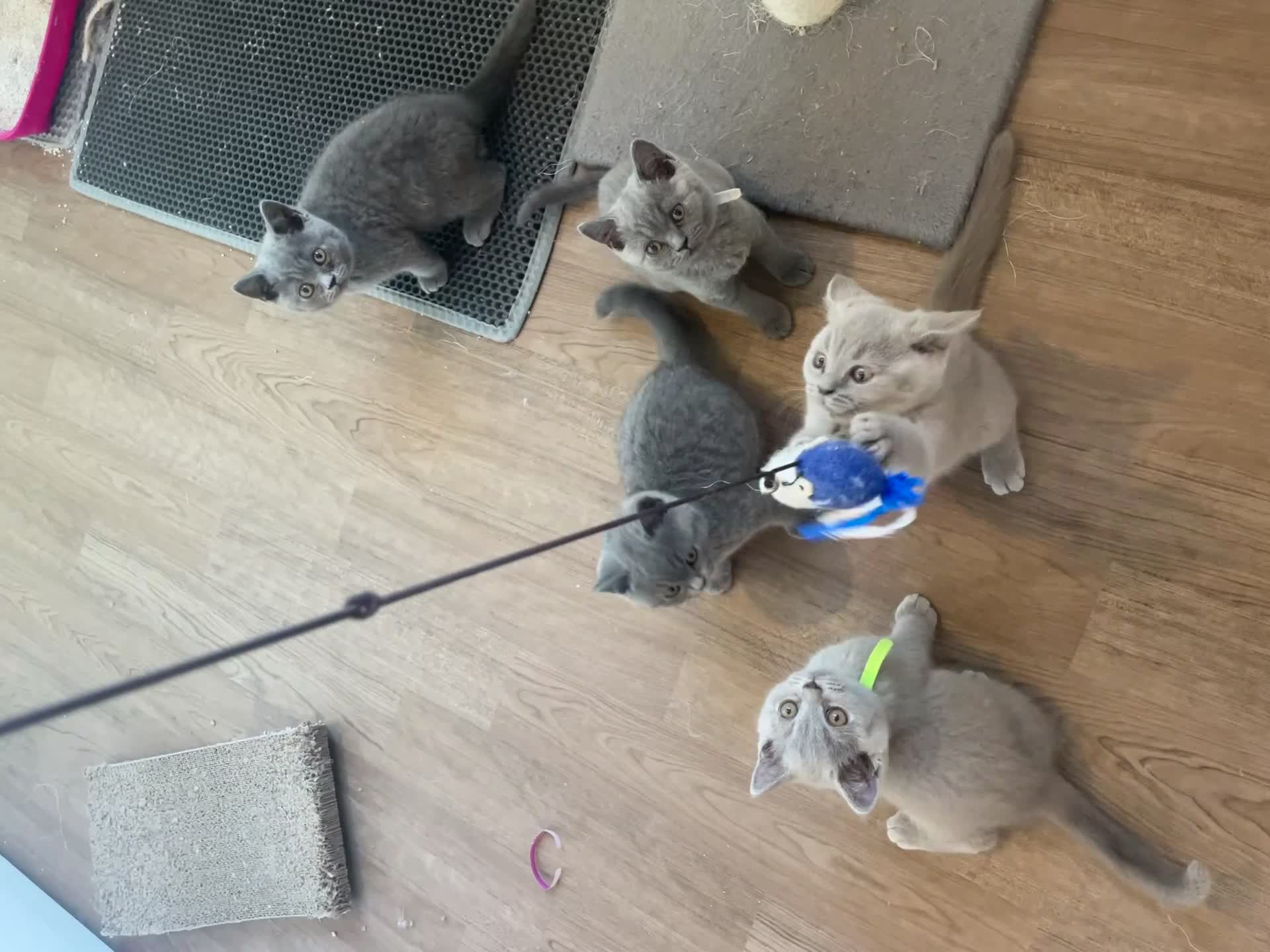 British Shorthair cats for sale: Pedigree British shorthair kittens  - Video 1