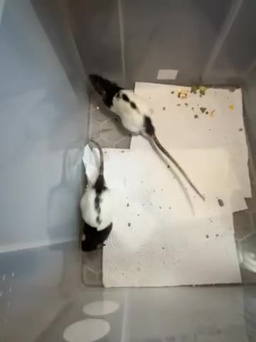 Rat rodents for sale: Male rats - Video 1