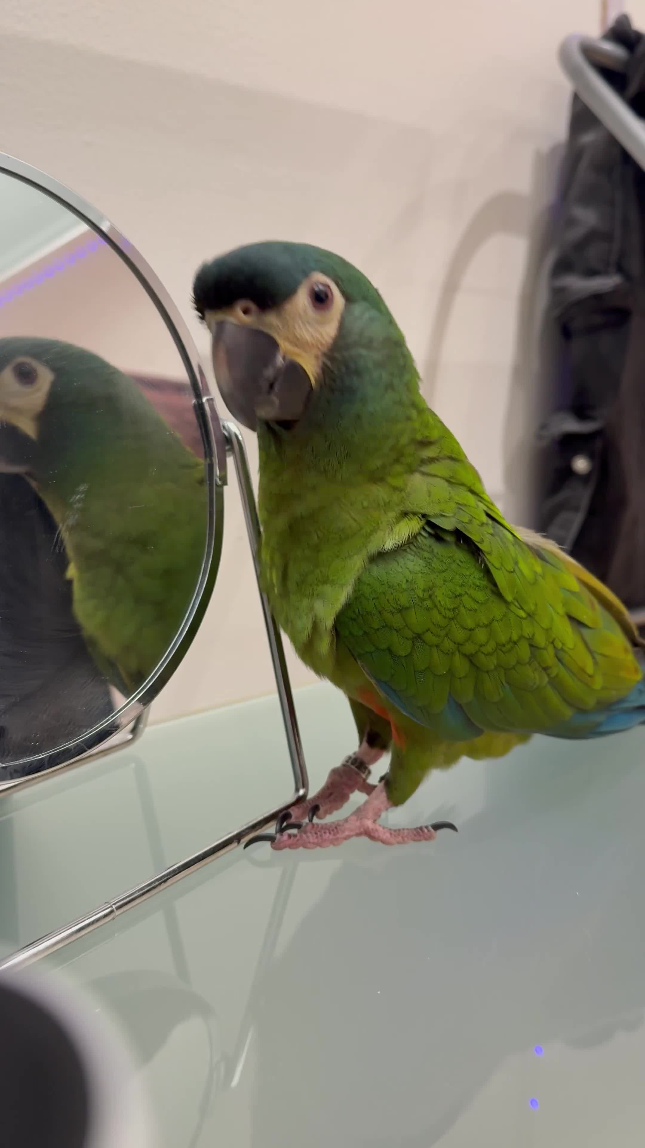 Macaws birds for sale: Blue winged macaw - Video 2