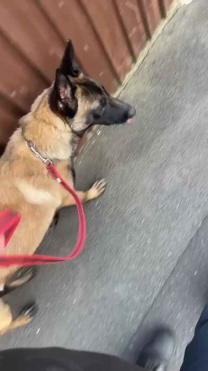 Belgian Shepherd Dog dogs for sale: Belgian Malinois - Whiskey - Video 4