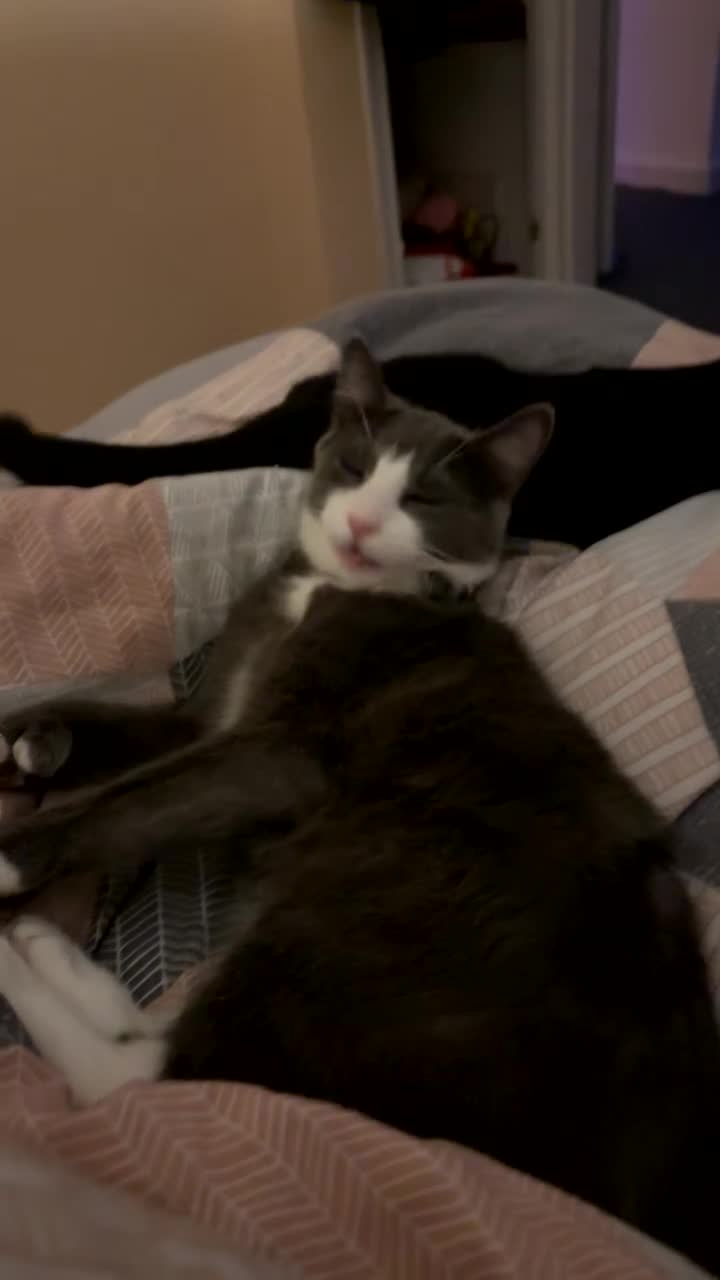 British Shorthair cats for sale: Hi my name is BLUE  in Rochdale - Video 2