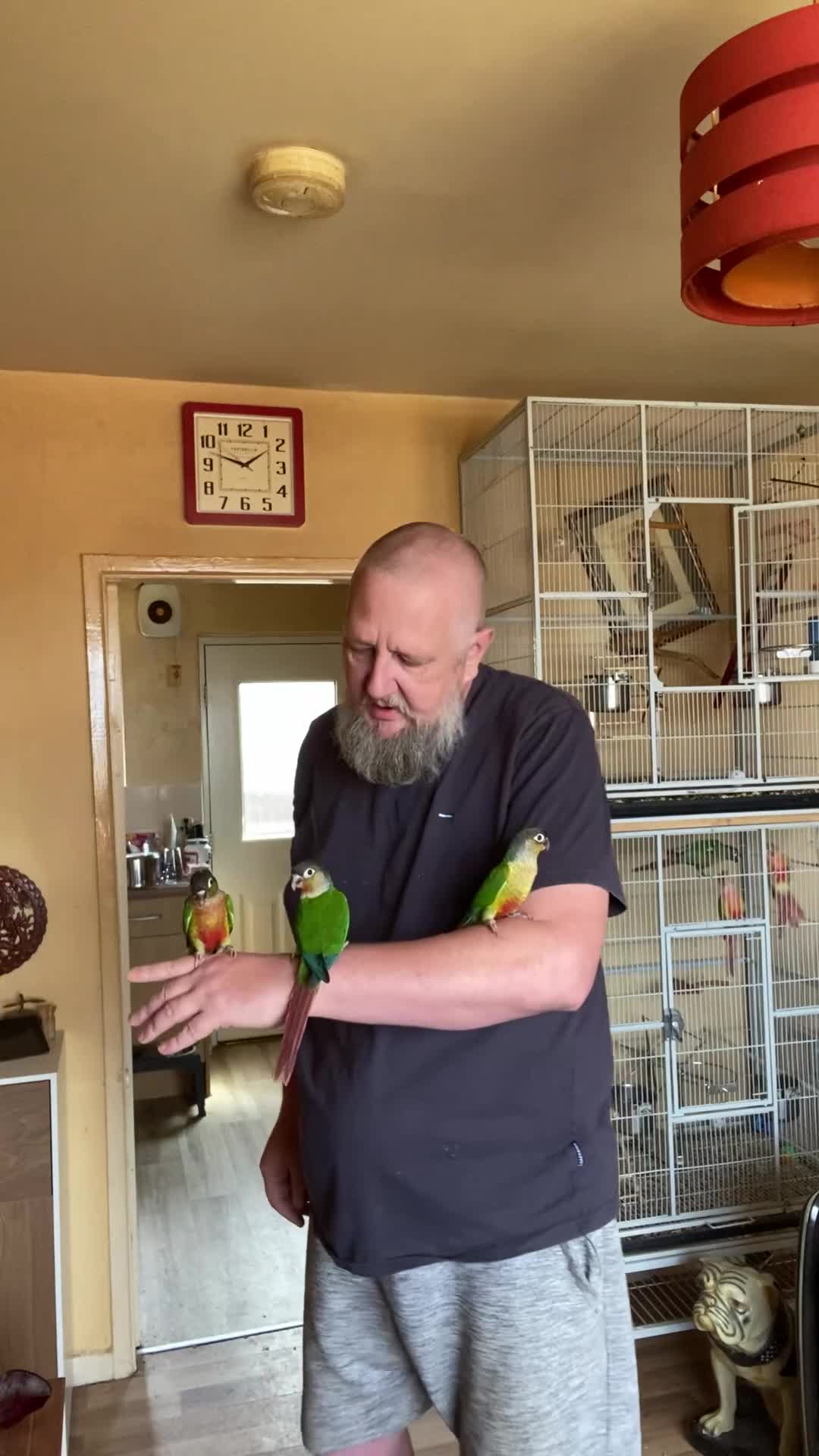 Conures birds for sale: Green Cheek Conure Baby’s Hand Raised Hand Tame - Video 1