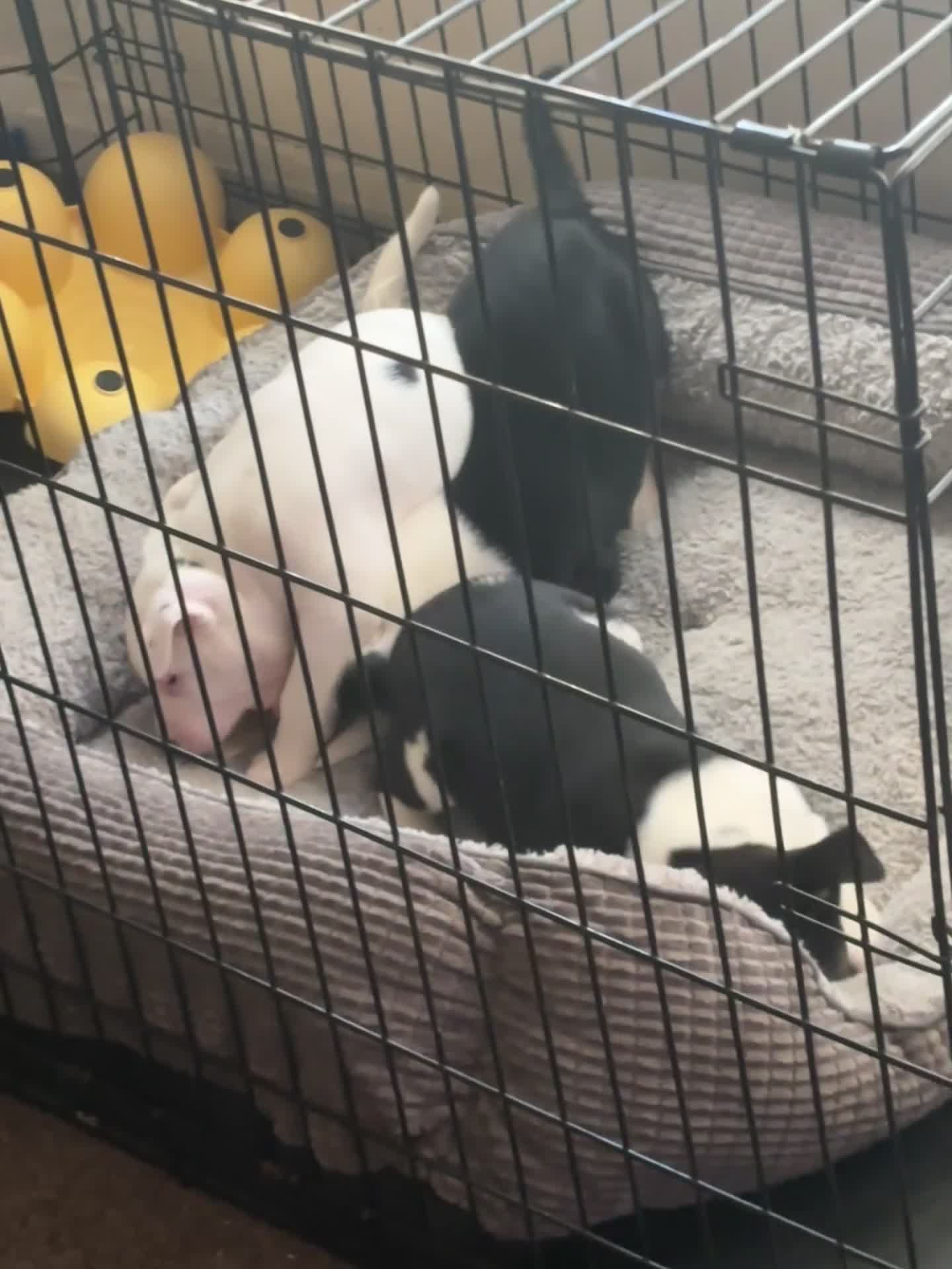 Mixed Breed dogs for sale: 1 Bullkita Puppy Left | Ready 25th May - Video 2