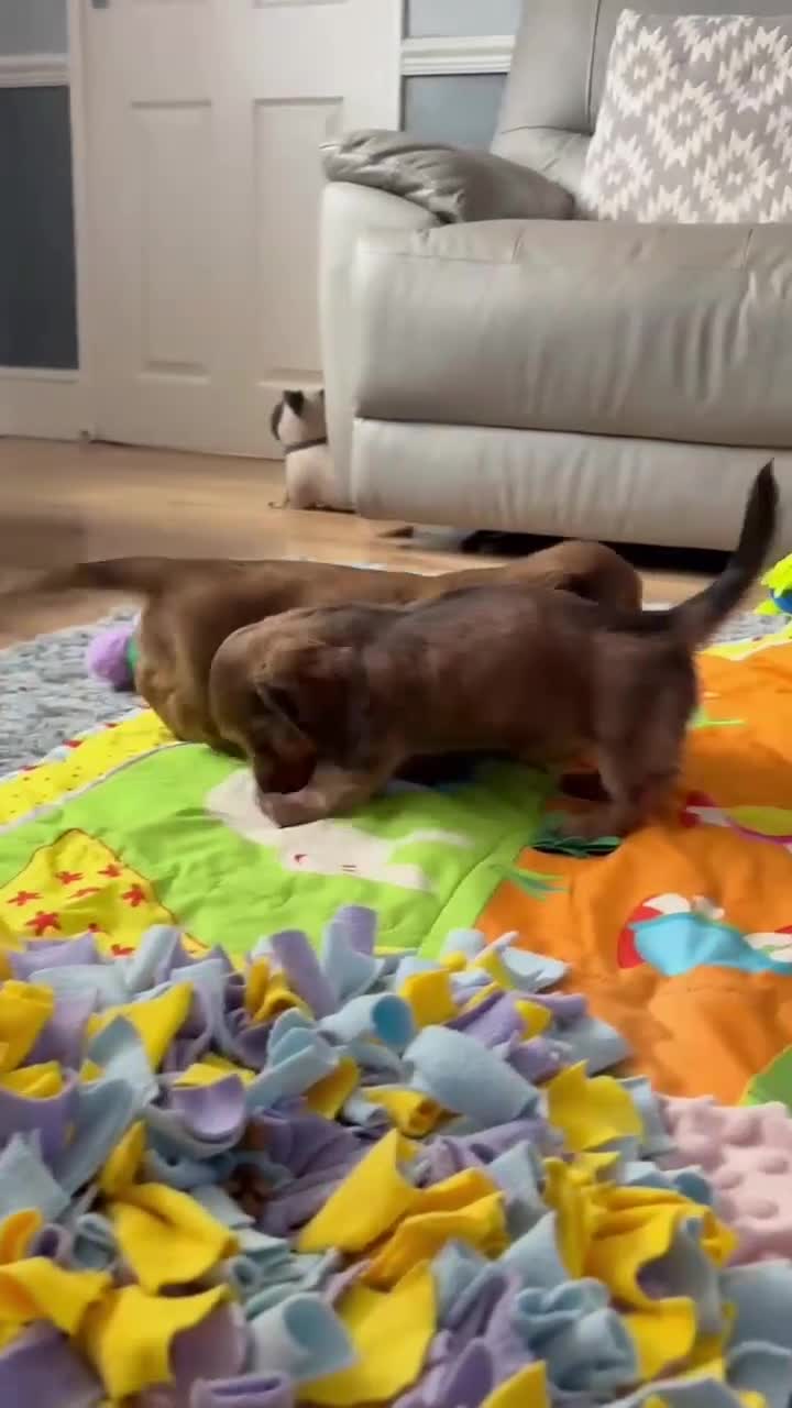 Dachshund dogs for sale:   Mini KC-registered longhaired dachshund puppies  - Video 1