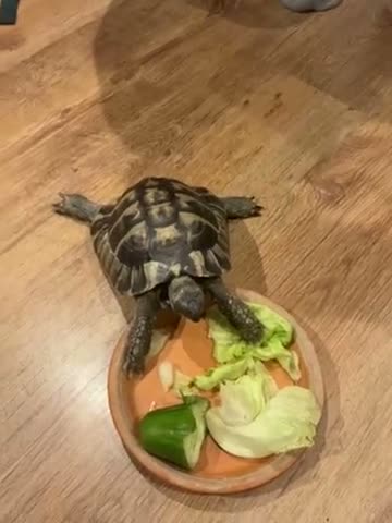 Hermann Tortoise reptiles for sale: Herman Tortoise  in London - Video 1