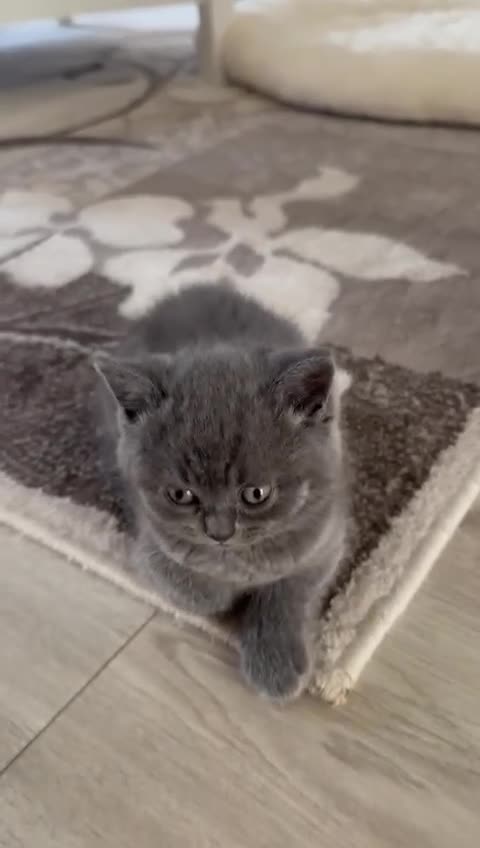 British Shorthair cats for sale: Blue British Shorthair Kittens  3 boys 1 girl - Video 3