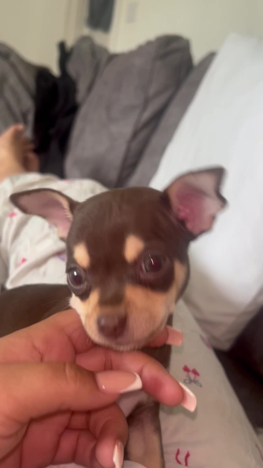 Chihuahua dogs for sale:  LAST LITTLE PRINCE LOOKING FOR HIS FOREVER HOME - Video 3