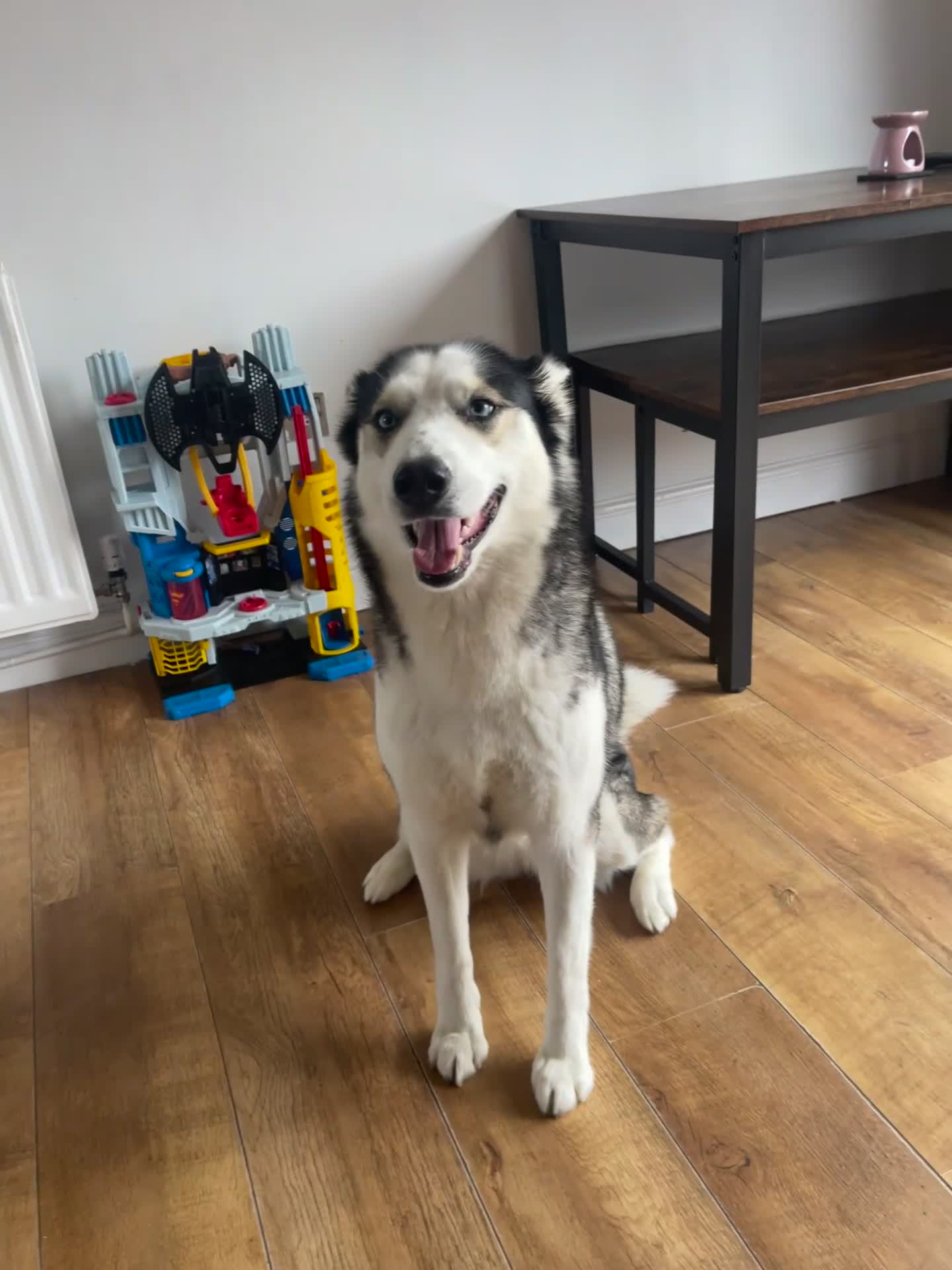 Siberian Husky dogs for sale: 4 year old Siberian  husky  - Video 1