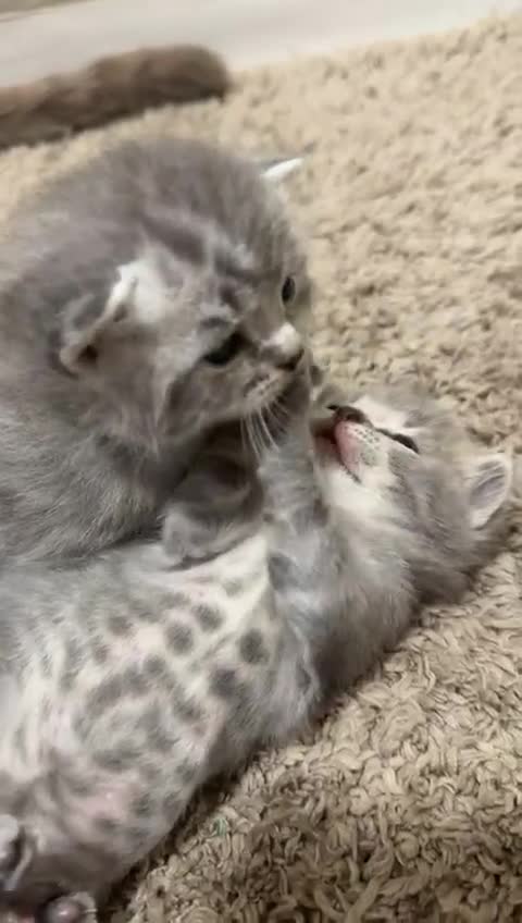 British Shorthair cats for sale: British shorhair kitten ready to leave 8th March - Video 2