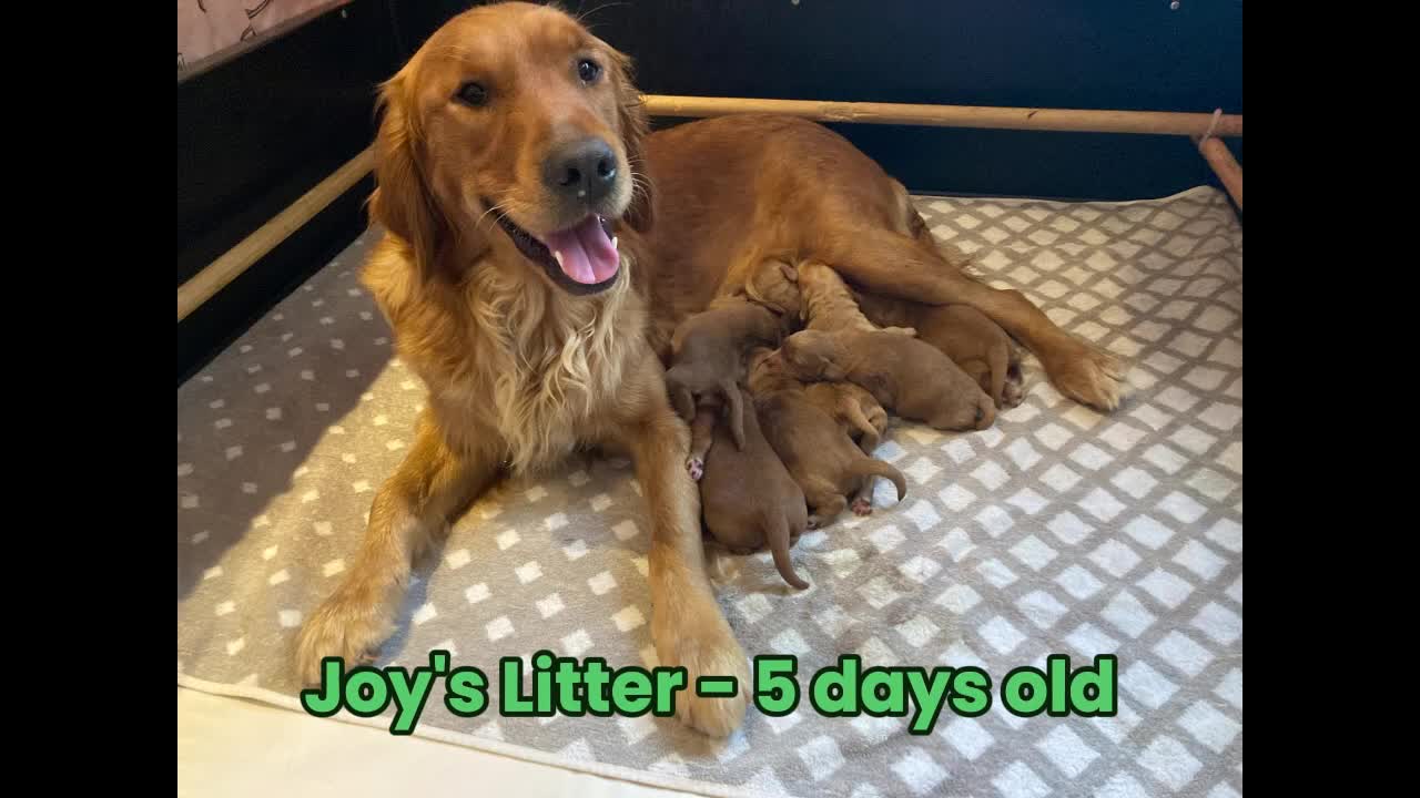 Goldendoodle dogs for sale: F1 Miniature Goldendoodle's 100% DNA Health-Tested - Video 1