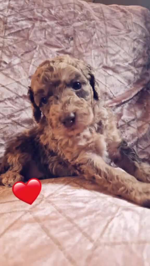 Miniature Poodle dogs for sale: Parti/abstract/merle - Video 1