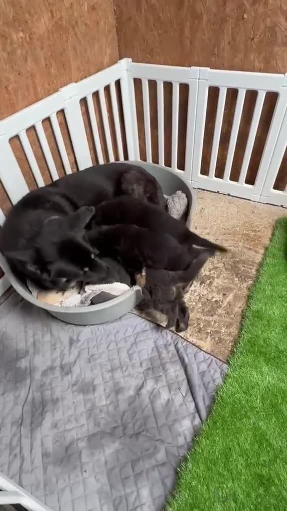 German Shepherd dogs for sale: German Shepherd Pups! Grey or black & tan!  - Video 3