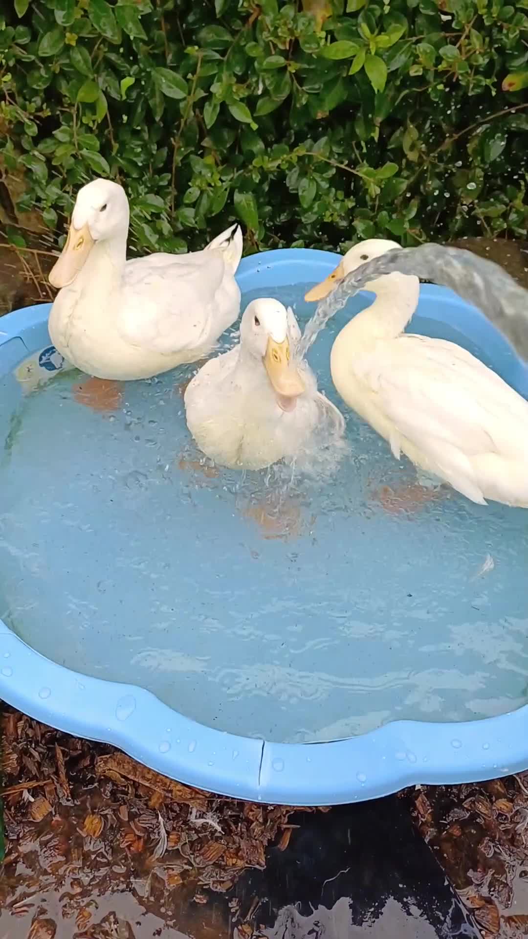 Ducks poultry for sale: Bachelor Flock Indian Runner x Aylesbury Ducks  - Video 1