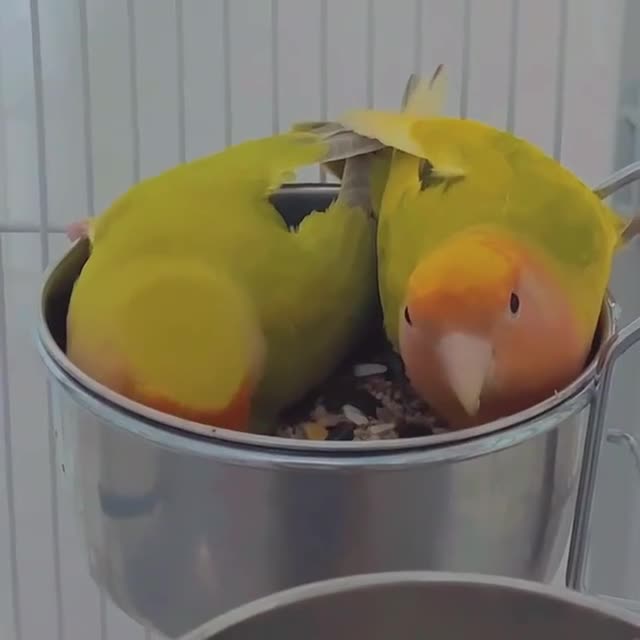 Lovebirds birds for sale: NEED GONE - Mixed Lovebirds with Cages - Video 1