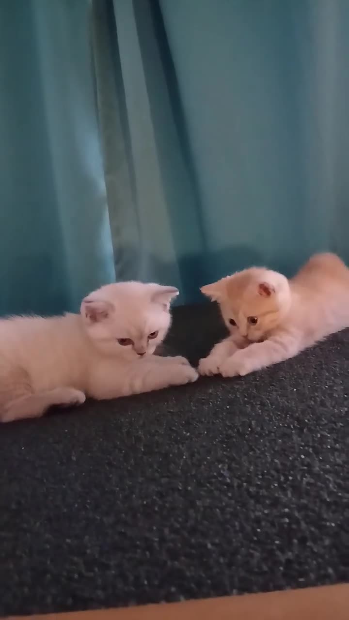 British Shorthair cats for sale: Kittens available. - Video 2