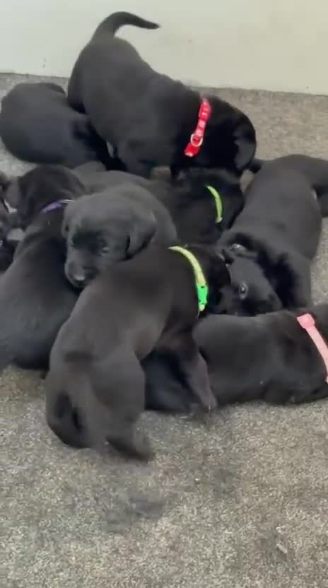 Labrador Retriever dogs for sale: CHUNKY BIG BONED SHOW LABRADOR PUPPYS - Video 1
