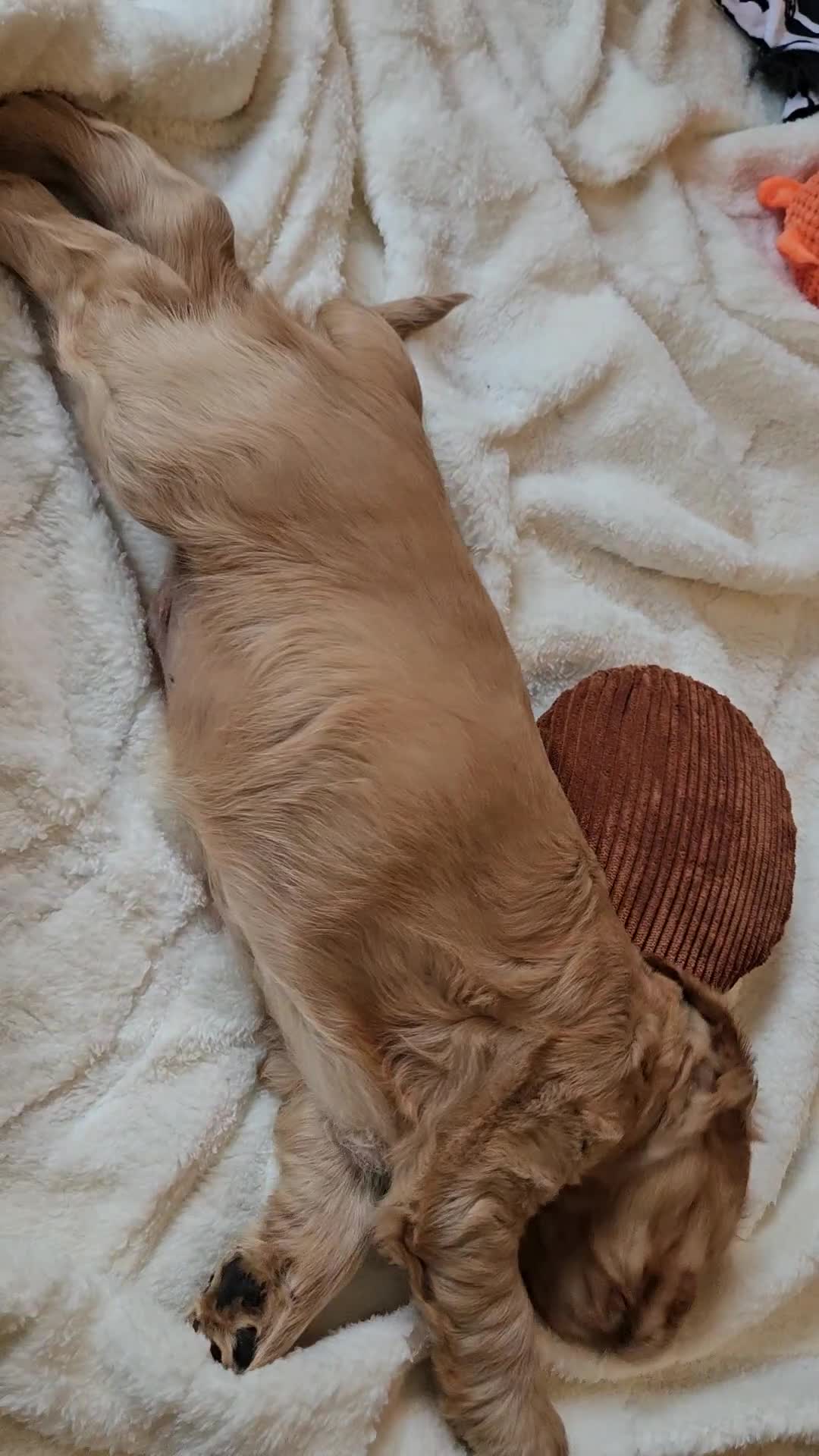 Cocker Spaniel dogs for sale: 🐾 KC Show Cocker Puppies 💛 Fully Health Tested  - Video 3