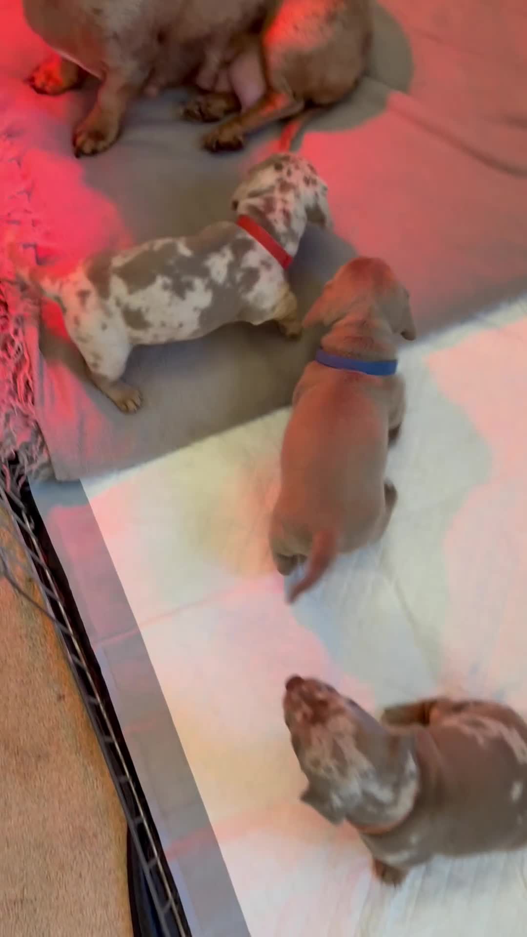 Miniature Dachshund dogs for sale: Beautiful miniature dachshund puppies  - Video 1