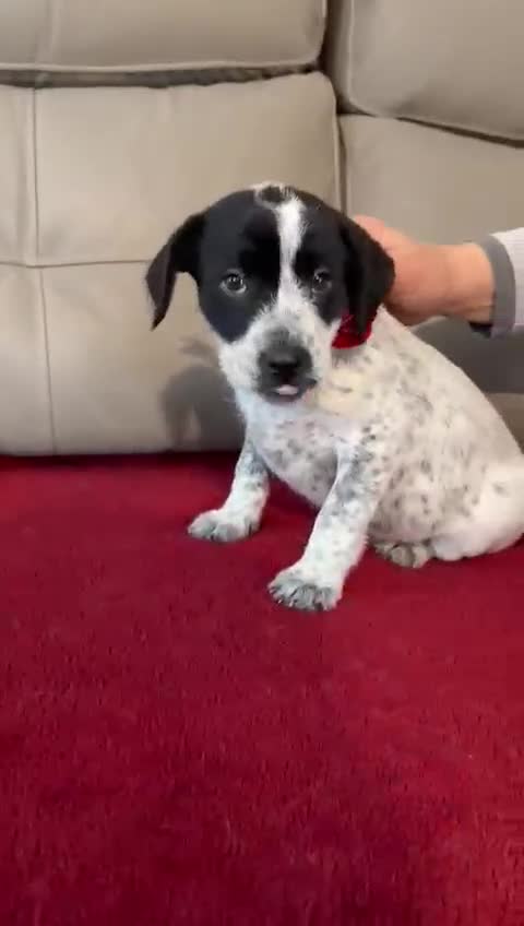 Mixed Breed dogs for adoption: 🐾🍁MAPLE – a Sweet, Speckled Little Treasure🍁🐾 - Video 1