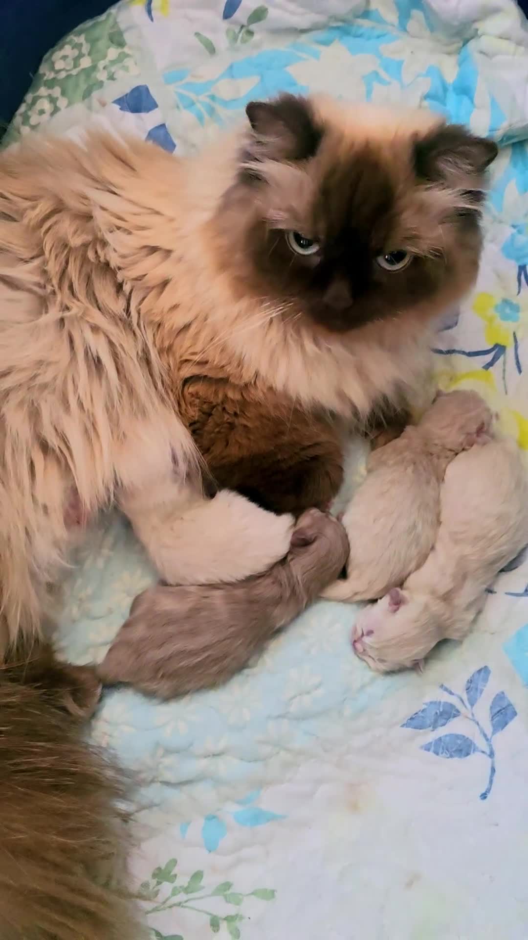 Persian cats for sale: Pedigree Persian Himilayan kittens - Video 1