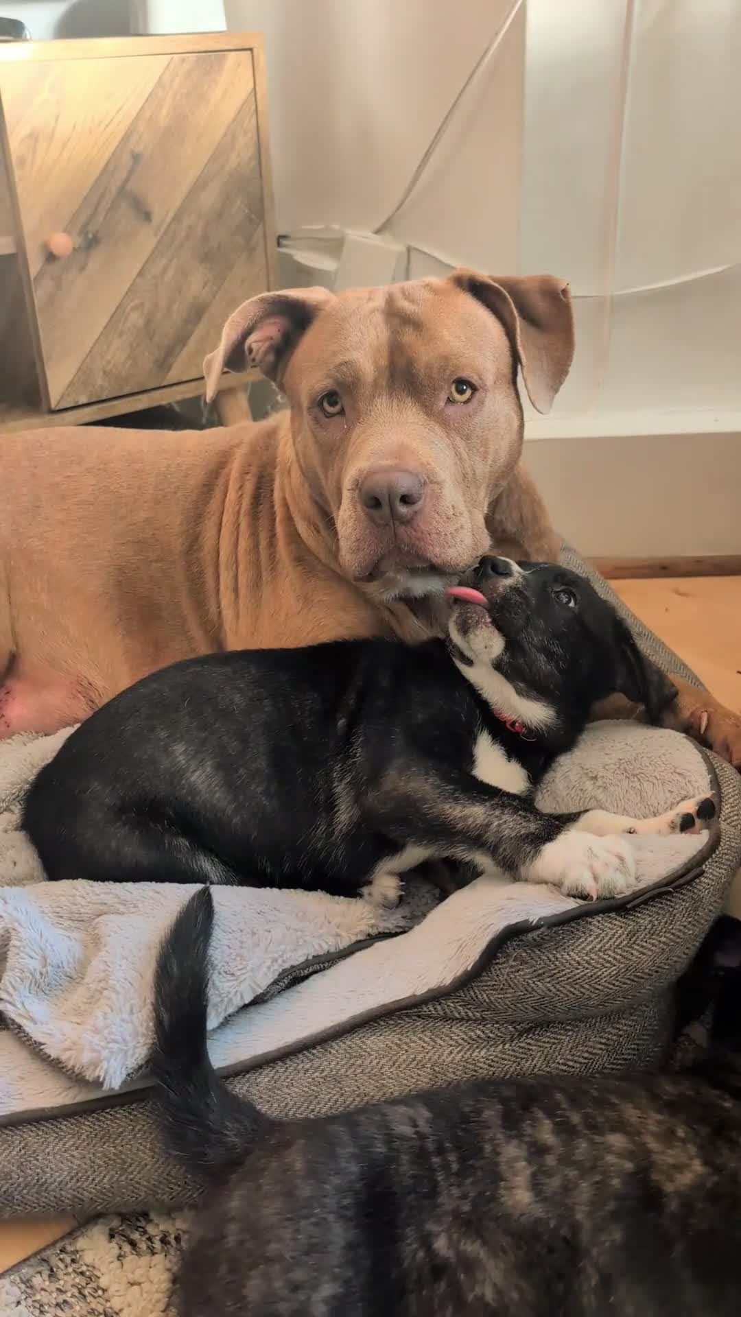 Mixed Breed dogs for sale: Two beautiful Staffy x Husky puppies  - Video 1