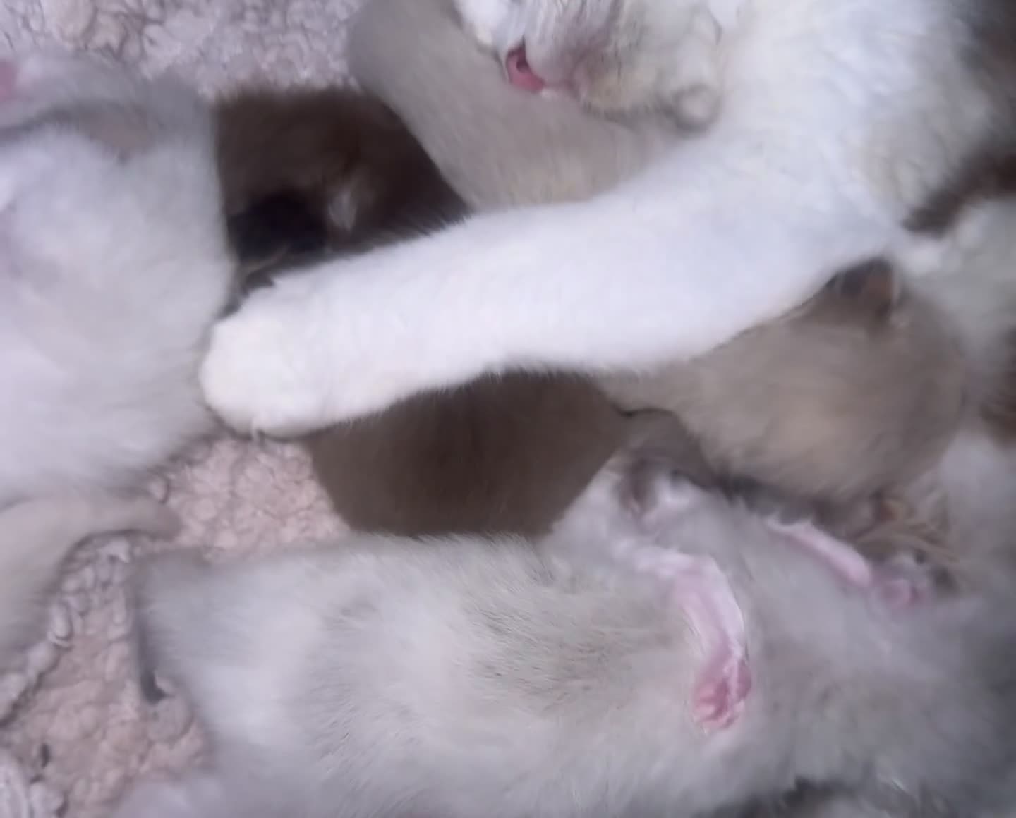 Ragdoll cats for sale: Tortie flame mink sepia tica  - Video 3