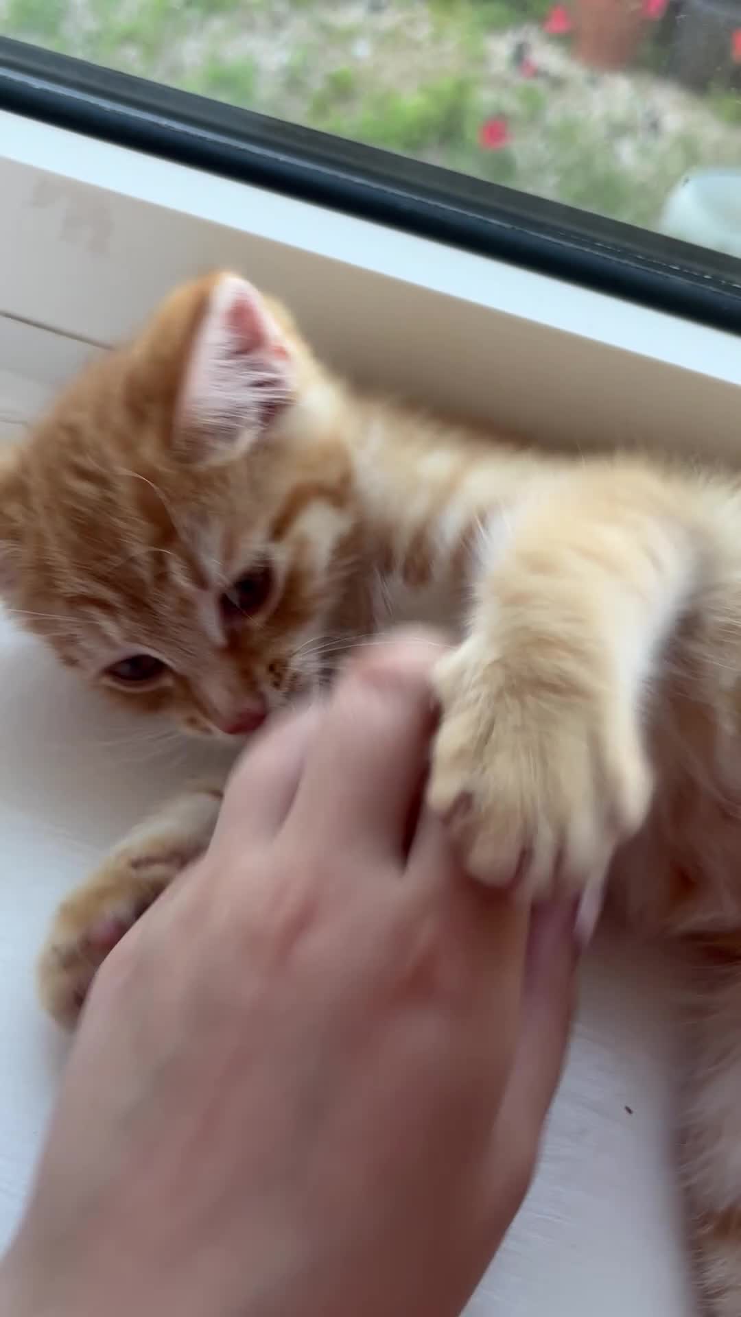 Mixed Breed cats for sale: 1/4 Bengal Fluffy Ginger Male Kitten - Video 2